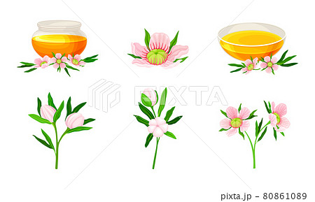 Manuka or Tea Tree as Flowering Plant with Pink Flowers and Honey in Glass Bowl Vector Set 80861089