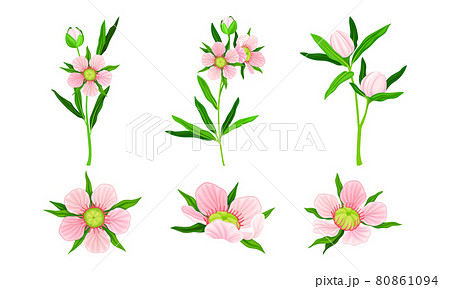Showy Flower of Manuka Flowering Plant with Pink Petals on Stem Vector Set 80861094