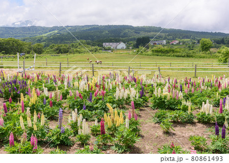 ルピナス 80861493