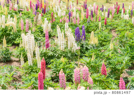 ルピナス 80861497