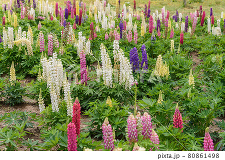 ルピナス ルピナス 80861498