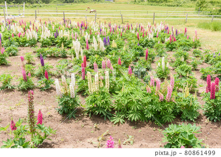 ルピナス ルピナス 80861499