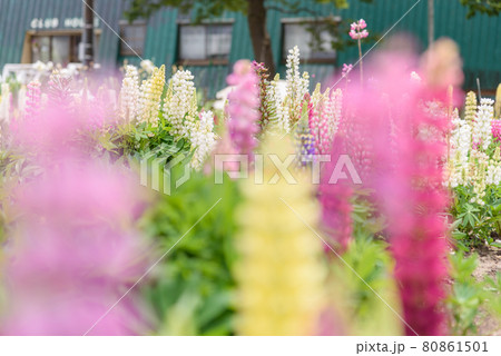 ルピナス 80861501