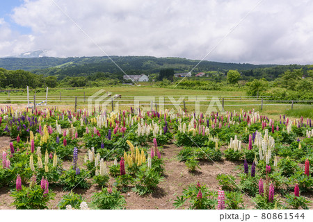 ルピナス ルピナス 80861544