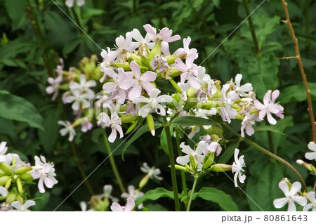 ソープワート ソープワート 80861643