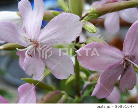 ソープワート ソープワート 80861647