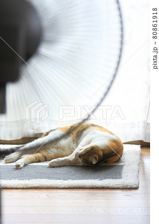 我が家の猫 80861918