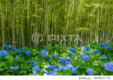 紫陽花寺　雲昌寺 80862179
