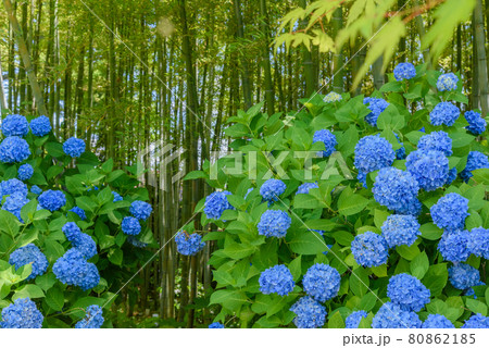 紫陽花寺　雲昌寺 80862185