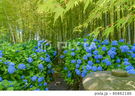 紫陽花寺 雲昌寺 紫陽花寺 雲昌寺 80862186