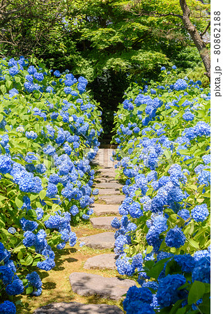 紫陽花寺 雲昌寺 紫陽花寺 雲昌寺 80862188