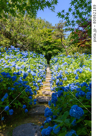 紫陽花寺 雲昌寺 紫陽花寺 雲昌寺 80862189