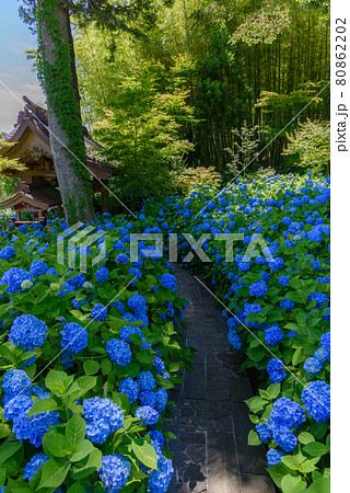 紫陽花寺　雲昌寺 80862202