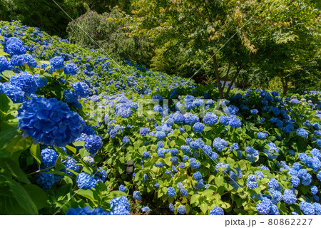 紫陽花寺　雲昌寺 80862227