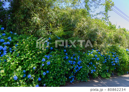紫陽花寺 雲昌寺 紫陽花寺 雲昌寺 80862234