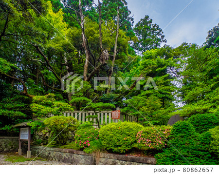 神社の御神木 (彌彦神社、弥彦村、新潟県) 神社の御神木 (彌彦神社、弥彦村、新潟県) 80862657