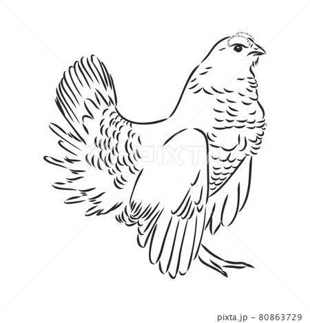 black and white bird capercaillie capercaillie bird vector sketch 80863729