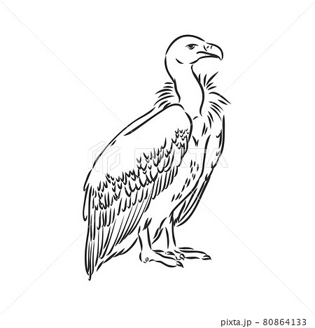 Vulture illustration, drawing, engraving ink, line art, vector Vulture illustration, drawing, engraving ink, line art, vector 80864133