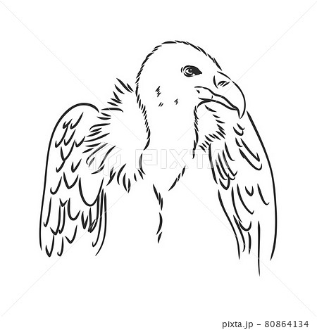 Vulture illustration, drawing, engraving ink, line art, vector Vulture illustration, drawing, engraving ink, line art, vector 80864134
