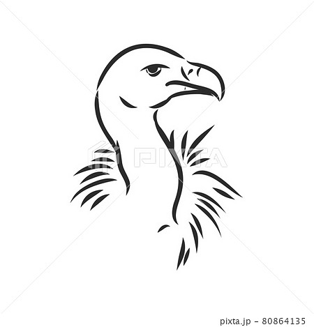 Vulture illustration, drawing, engraving ink, line art, vector Vulture illustration, drawing, engraving ink, line art, vector 80864135