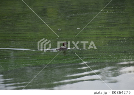 山田池公園 80864279