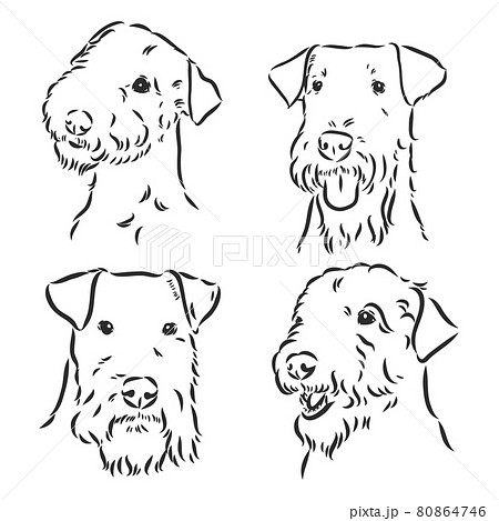 Airedale Terrier Dog. hand drawn. Vector illustration 80864746
