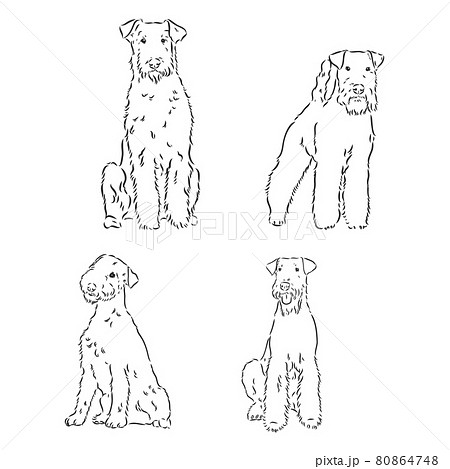 Airedale Terrier Dog. hand drawn. Vector illustration 80864748