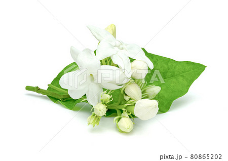 Jasmine flower isolated on white background 80865202