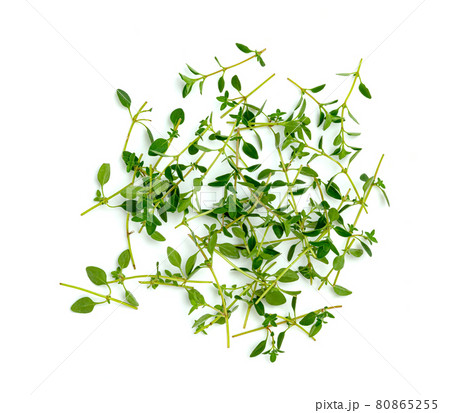 fresh thyme or Lemon thyme leaf isolated on a white background ,Green leaves pattern 80865255