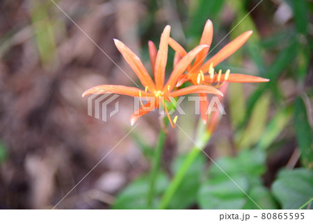 オレンジ色の花 キツネノカミソリ オレンジ色の花 キツネノカミソリ 80865595