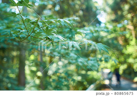 花貫渓谷 80865675