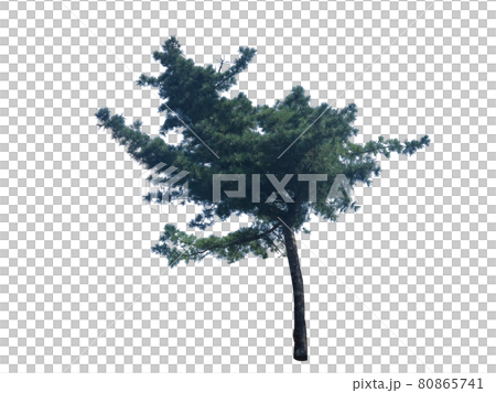 Tree, Nukki, Tree isolated on white background Tree, Nukki, Tree isolated on white background 80865741