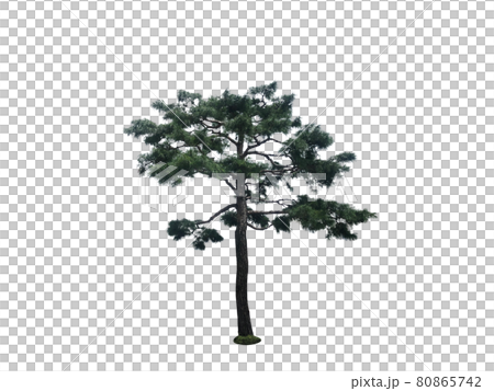 Tree, Nukki, Tree isolated on white background Tree, Nukki, Tree isolated on white background 80865742