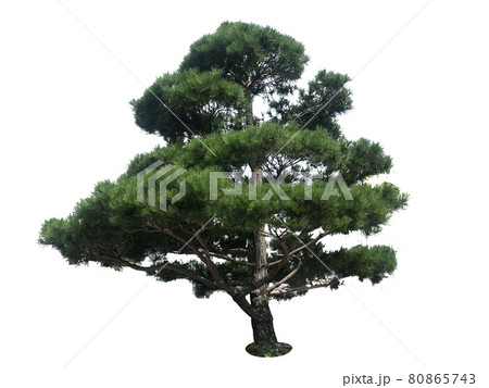 木 木材 緑 80865743