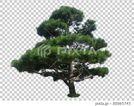 樹,樹,樹隔離在白色背景 樹,樹,樹隔離在白色背景 80865743