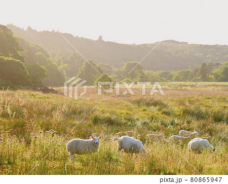 Lamb Lamb 80865947