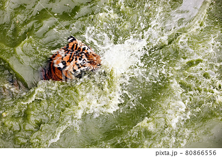 Amur tiger swimming in the pool. Portrait of a swimming Siberian Tiger in the safari park. 80866556