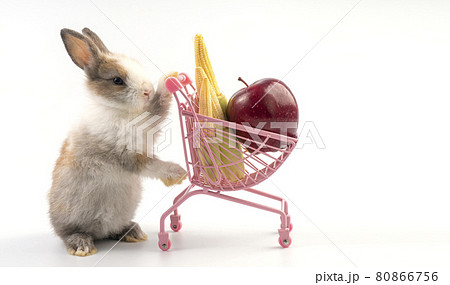 Adorable young bunny pushing the shopping cart with fresh apple and baby corn over isolated white  80866756