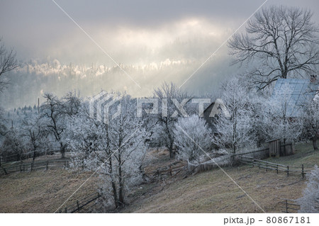 Winter coming. Picturesque pre sunrise scene above late autumn mountain countryside with hoarfrost on grasses, trees, slopes. Peaceful fairy sunlight rays from cloudy sky. Ukraine, Carpathian. 80867181