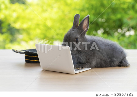 Newborn tiny bunny grey rabbit with graduation cap looking at small laptop while sitting on the wood Newborn tiny bunny grey rabbit with graduation cap looking at small laptop while sitting on the wood 80867335