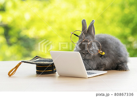 Newborn tiny bunny brown rabbit wearing eye glasses graduation cap looking at small laptop  80867336