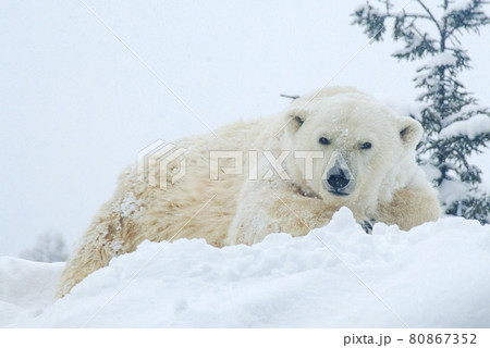 雪の中でこちらを見ているホッキョクグマ 80867352
