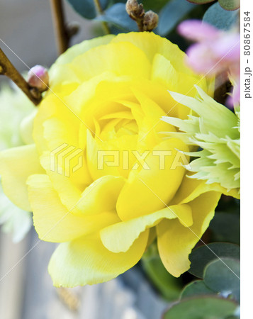 やさしく咲く黄色の薔薇 やさしく咲く黄色の薔薇 80867584