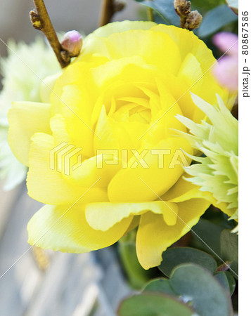 やさしく咲く黄色の薔薇 やさしく咲く黄色の薔薇 80867586