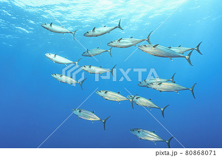 イソマグロの群れ 80868071