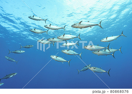 イソマグロの群れ 80868076