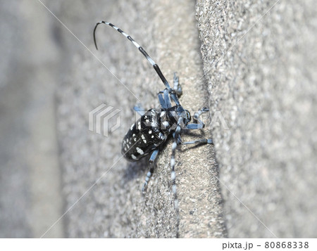 ゴマダラカミキリムシ 80868338