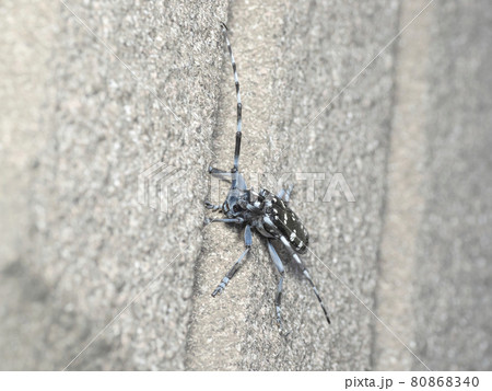 ゴマダラカミキリムシ 80868340