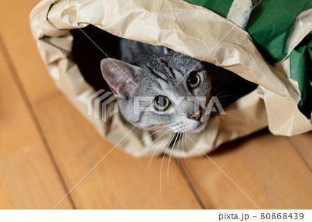 袋の中に入る猫　サバトラ猫 80868439