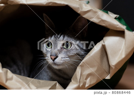 袋の中に入る猫 サバトラ猫 袋の中に入る猫 サバトラ猫 80868446
